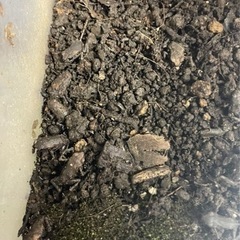 ヒキガエル幼生🐸の画像