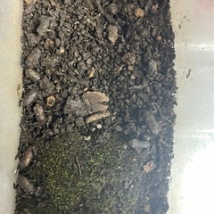 ヒキガエル幼生🐸の画像