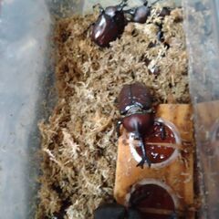 国産カブトムシ成虫　５ペア