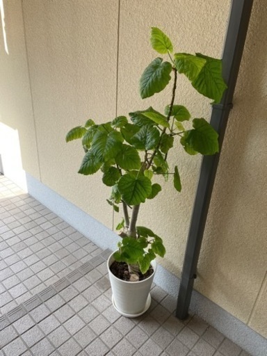 ウンベラータ 観葉植物 150cmサイズ