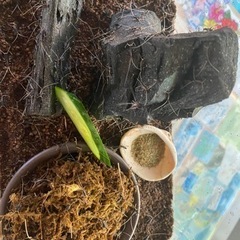 スズムシ　鈴虫　生体の画像