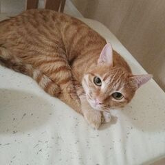 去勢、ワクチン済み茶トラ雌