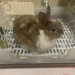うさぎ 里親募集