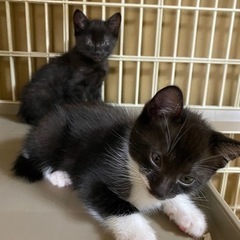二匹の子猫を保護しています。出来れば兄弟でもらって下さる方どなた...
