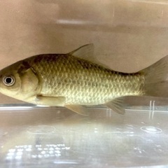 ギンブナ 15cm程度 観賞魚用