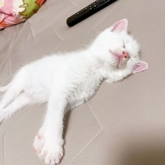 白猫 (頭ちょいブチ)すずちゃん♥️ − 石川県