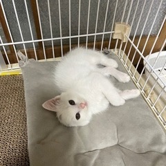 白猫 (頭ちょいブチ)すずちゃん♥️ - 猫