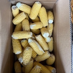 R5 とうもろこし　はねだし品　15箱限定の画像