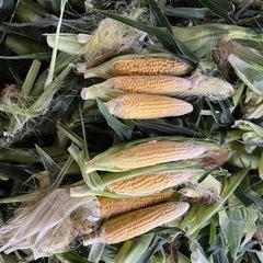 R5 とうもろこし　はねだし品　15箱限定の画像