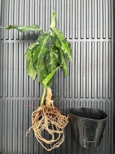 アグラオネマ・ピクタム・トリカラー2株