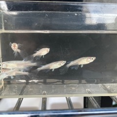 めだか　天女の舞