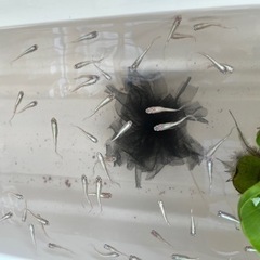 めだか　天女の舞の画像