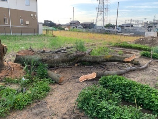 桜の薪