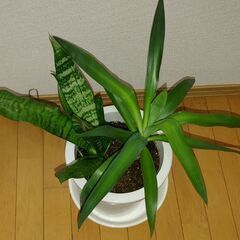 寄せ植えの観葉植物(^^)