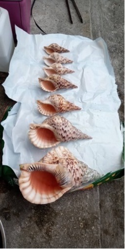 ほら貝