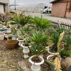 ソテツ🪴鉢植え残り10数個ほど植木鉢は多数あります、