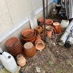 ソテツ🪴鉢植え残り10数個ほど植木鉢は多数あります、の画像