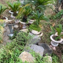 ソテツ🪴鉢植え残り10数個ほど植木鉢は多数あります、の画像