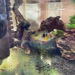 オランダラミレジィ稚魚