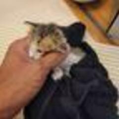 生後３週間の子猫ちゃん