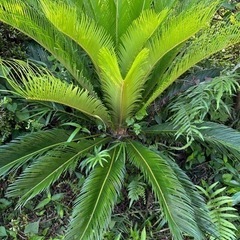 庭木あげます。蘇轍は決まりました。