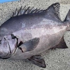 石鯛が釣りたい！経験させて頂ける方いませんか？