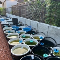 メダカ針子稚魚〜幼魚バケツの中身全て‼️