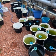 メダカ針子稚魚〜幼魚バケツの中身全て‼️の画像