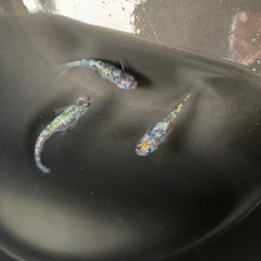 白斑サファイア　メダカの画像