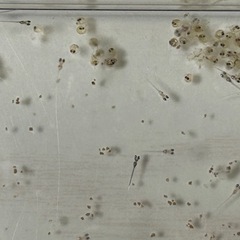 メダカの卵、稚魚譲ります。