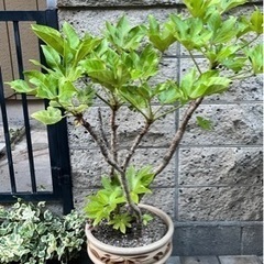 観葉植物(ヤツデ)をお譲りします。
