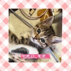里親さん決定❤️モモちゃん　5／13生まれ