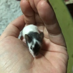 パンダマウス