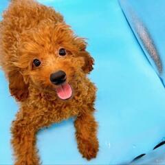 トイプードル飼い主都合でキャンセルになった生後8ヶ月の子犬です
