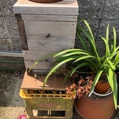 はちみつ　(日本ミツバチ)の画像
