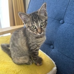 里親さん募集