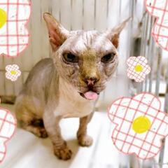 無毛、短足の珍しい猫バンビーノの男の子です - 町田市