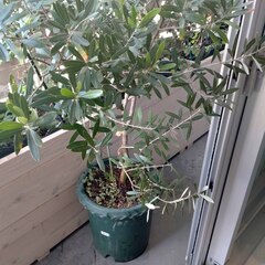 本物のオリーブの木 高さ140cm 10号 植木鉢付き  観葉植...