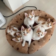 ☆生後約2ヶ月の子猫たちです☆