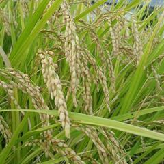 土壌改良　米糠　米ぬか　家庭菜園　夏野菜　漬け物　美肌　堆肥　腐葉土　の画像