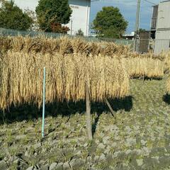 土壌改良　米糠　米ぬか　家庭菜園　夏野菜　漬け物　美肌　堆肥　腐葉土　の画像