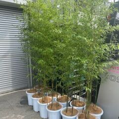 七夕用の黒竹鉢植え