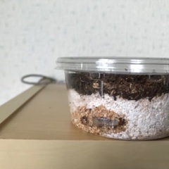 オオクワガタ幼虫5匹