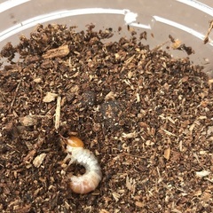 オオクワガタ幼虫5匹の画像
