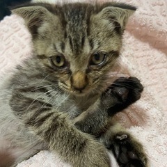 ✨🐈里親様募集中🐈✨(キジトラ・オス)