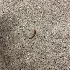 【防虫】【害虫対策】屋外から虫の侵入を防ぎます【無料見積り】 − 福岡県