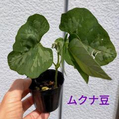 ムクナ豆苗 《物々交換希望》