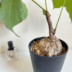 塊根植物の中でも珍しい、東南アジアのフィルミアナ・コロラータの画像