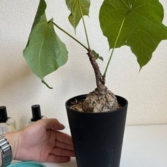 塊根植物の中でも珍しい、東南アジアのフィルミアナ・コロラータの画像