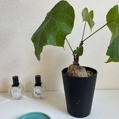 塊根植物の中でも珍しい、東南アジアのフィルミアナ・コロラータの画像